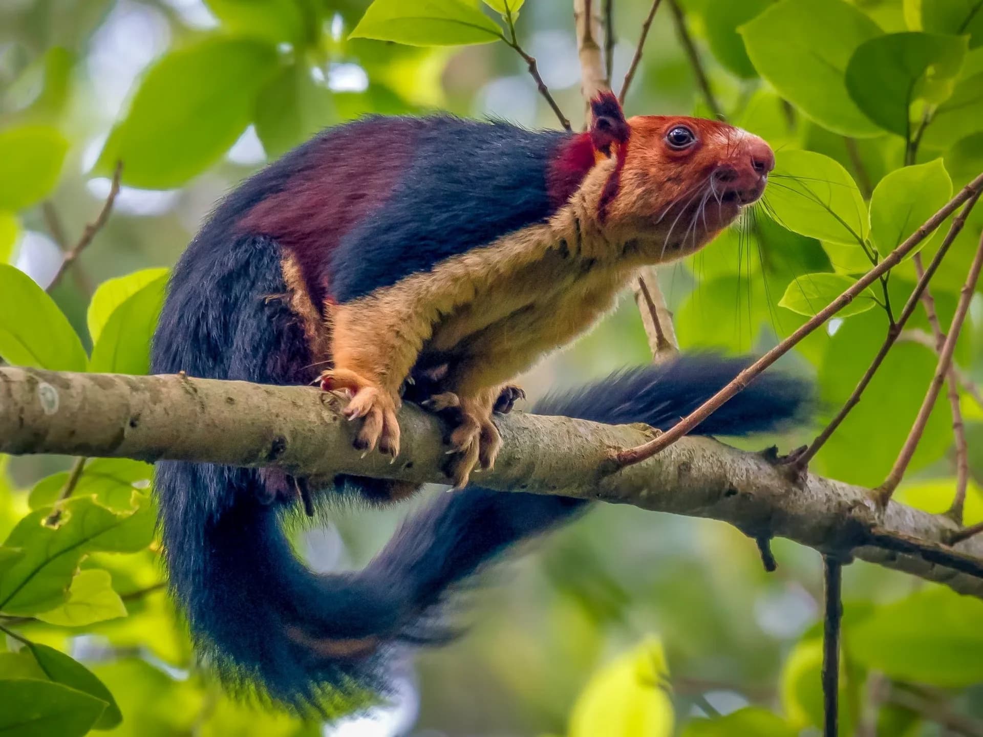 The Acrobat : Malabar Giant Squirrel